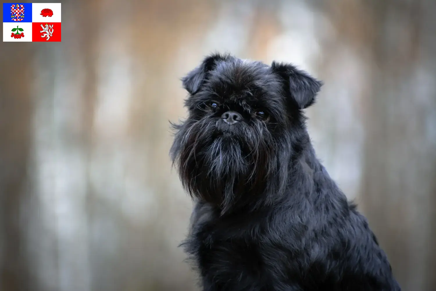 Read more about the article Belgian Dwarf Griffon breeder and puppies in Vysočina