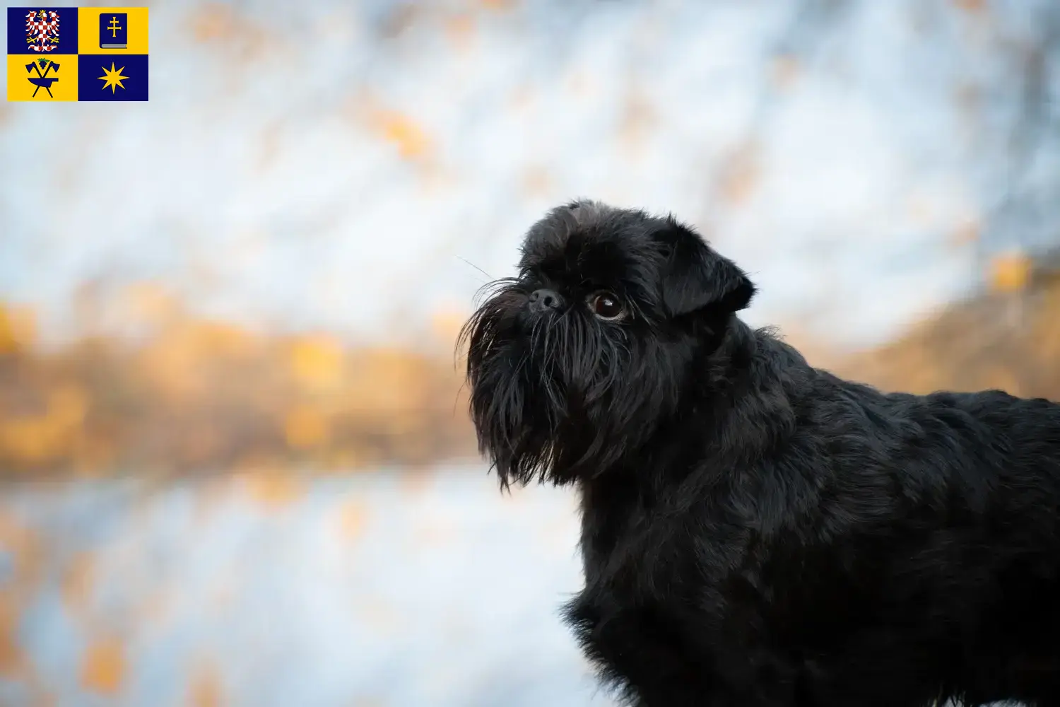 Read more about the article Belgian Dwarf Griffon breeder and puppies in Zlín