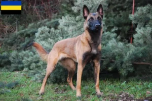 Read more about the article Belgian Shepherd breeders and puppies in Gelderland