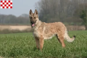 Read more about the article Belgian Shepherd breeders and puppies in North Brabant
