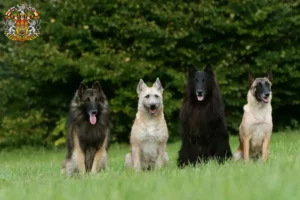 Read more about the article Belgian Shepherd Dog Breeder and Puppies in Prague