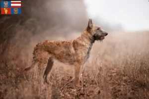 Read more about the article Belgian Shepherd breeders and puppies in South Moravia