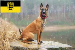 Read more about the article Belgian Shepherd breeders and puppies in Baden-Württemberg