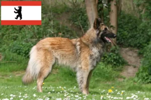 Read more about the article Belgian Shepherd Dog Breeder and Puppies in Berlin