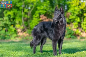 Read more about the article Belgian shepherd dog breeders and puppies in Bourgogne-Franche-Comté