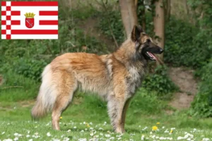 Read more about the article Belgian Shepherd Dog Breeder and Puppies in Bremen