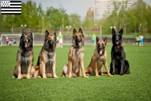 Read more about the article Belgian Shepherd breeders and puppies in Brittany