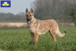 Read more about the article Belgian Shepherd breeders and puppies in the Brussels-Capital Region
