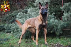 Read more about the article Belgian Shepherd breeders and puppies in Carinthia
