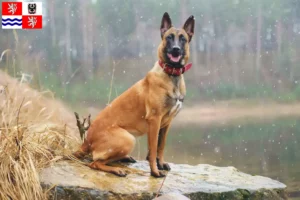 Read more about the article Belgian Shepherd breeders and puppies in Central Bohemia