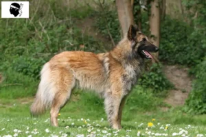 Read more about the article Belgian Shepherd breeders and puppies in Corsica