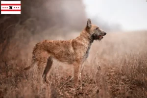 Read more about the article Belgian Shepherd breeders and puppies in Drenthe
