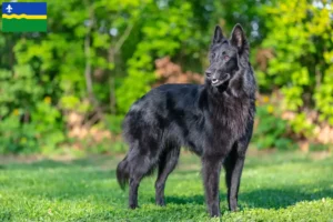 Read more about the article Belgian Shepherd breeders and puppies in Flevoland