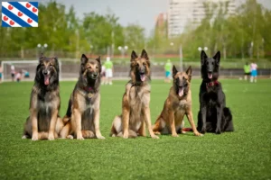 Read more about the article Belgian Shepherd breeders and puppies in Friesland