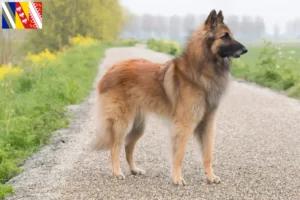 Read more about the article Belgian Shepherd breeders and puppies in Grand Est
