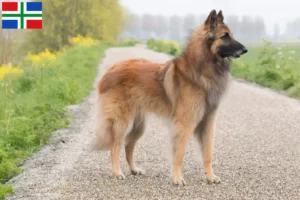 Read more about the article Belgian Shepherd breeders and puppies in Groningen