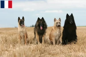 Read more about the article Belgian Shepherd breeders and puppies in Guadeloupe