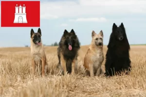 Read more about the article Belgian Shepherd Dog Breeder and Puppies in Hamburg