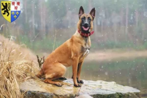 Read more about the article Belgian Shepherd breeders and puppies in Hauts-de-France