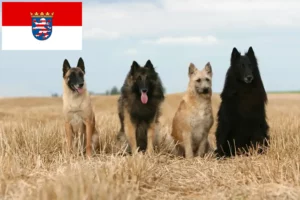 Read more about the article Belgian Shepherd Dog Breeder and Puppies in Hessen