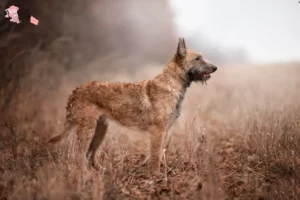 Read more about the article Belgian Shepherd breeder and puppies in Hovedstaden