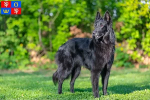 Read more about the article Belgian shepherd dog breeder and puppies in Hradec Králové