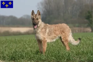 Read more about the article Belgian Shepherd breeders and puppies in Île-de-France