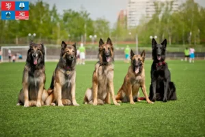 Read more about the article Belgian Shepherd Dog Breeder and Puppies in Karlsbad