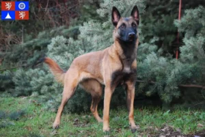 Read more about the article Belgian shepherd dog breeder and puppies in Liberec