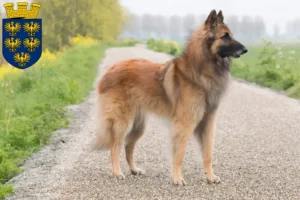 Read more about the article Belgian Shepherd Dog Breeder and Puppies in Lower Austria