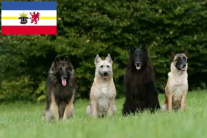 Read more about the article Belgian Shepherd breeders and puppies in Mecklenburg-Vorpommern