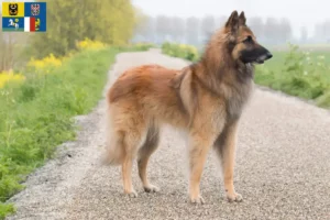 Read more about the article Belgian Shepherd breeders and puppies in Moravia-Silesia