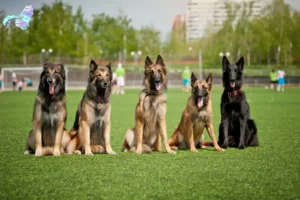 Read more about the article Belgian Shepherd breeders and puppies in North Jutland