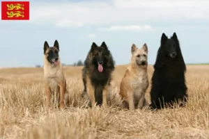Read more about the article Belgian Shepherd breeders and puppies in Normandy