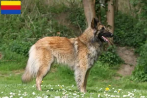 Read more about the article Belgian Shepherd breeders and puppies in North Holland