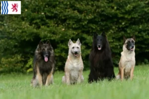 Read more about the article Belgian Shepherd breeders and puppies in Nouvelle-Aquitaine