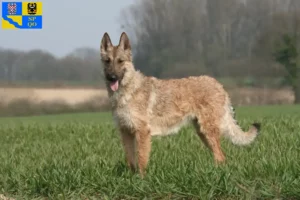 Read more about the article Belgian Shepherd breeders and puppies in Olomouc