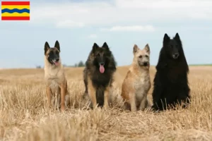 Read more about the article Belgian Shepherd breeders and puppies in Overijssel