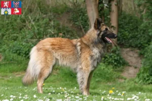 Read more about the article Belgian shepherd dog breeder and puppies in Pardubice