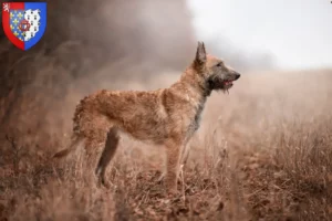 Read more about the article Belgian Shepherd breeders and puppies in Pays de la Loire
