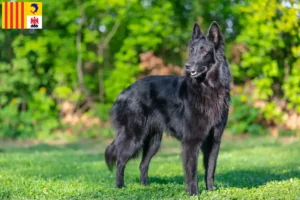 Read more about the article Belgian shepherd dog breeders and puppies in Provence-Alpes-Côte d’Azur