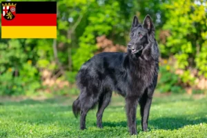 Read more about the article Belgian Shepherd breeders and puppies in Rhineland-Palatinate