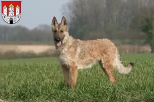 Read more about the article Belgian Shepherd Dog Breeder and Puppies in Salzburg