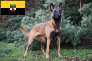 Read more about the article Belgian Shepherd Dog Breeder and Puppies in Saxony-Anhalt
