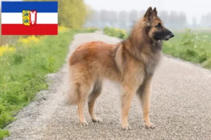 Read more about the article Belgian Shepherd breeders and puppies in Schleswig-Holstein