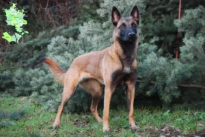 Read more about the article Belgian Shepherd breeders and puppies in Sjælland