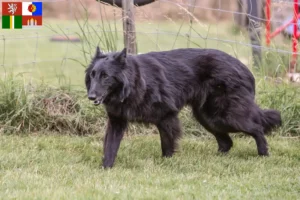 Read more about the article Belgian Shepherd breeders and puppies in South Bohemia