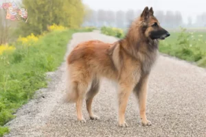 Read more about the article Belgian Shepherd breeders and puppies in Syddanmark