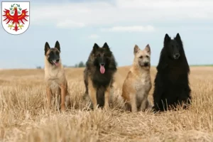 Read more about the article Belgian Shepherd breeders and puppies in Tyrol