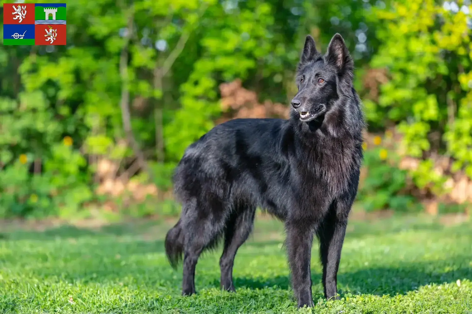 Read more about the article Belgian Shepherd breeders and puppies in Ústí